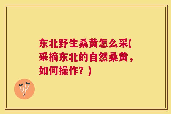 东北野生桑黄怎么采(采摘东北的自然桑黄，如何操作？)