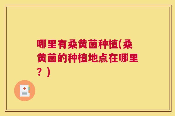 哪里有桑黄菌种植(桑黄菌的种植地点在哪里？)