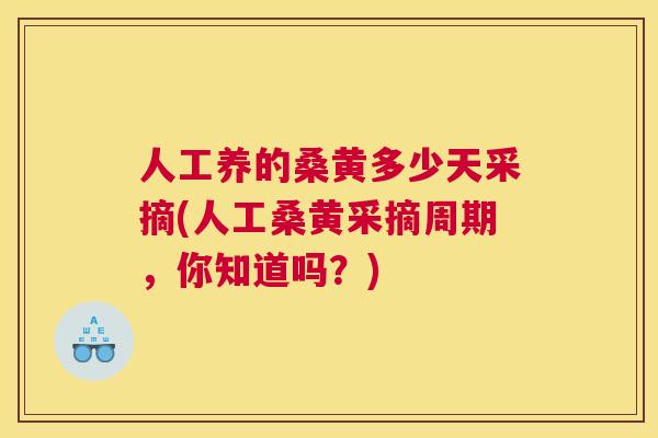 人工养的桑黄多少天采摘(人工桑黄采摘周期，你知道吗？)