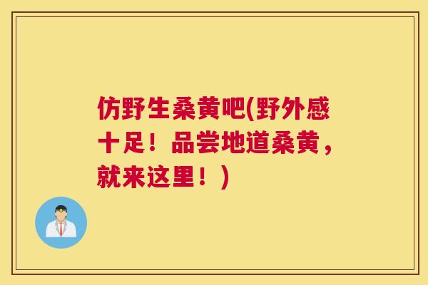 仿野生桑黄吧(野外感十足！品尝地道桑黄，就来这里！)