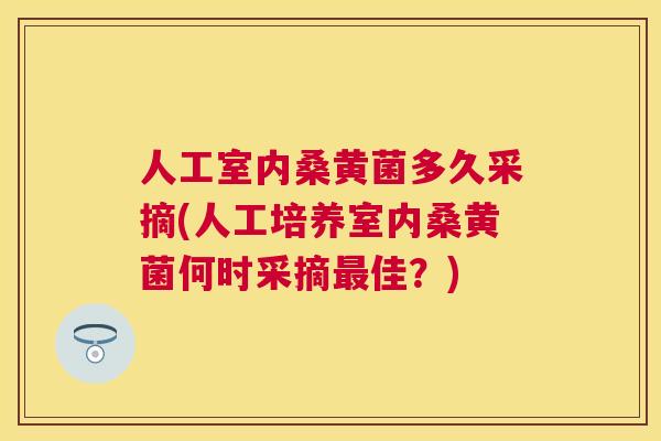 人工室内桑黄菌多久采摘(人工培养室内桑黄菌何时采摘佳？)