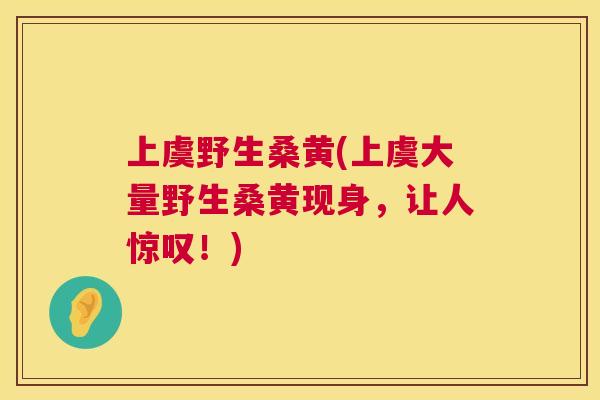 上虞野生桑黄(上虞大量野生桑黄现身，让人惊叹！)