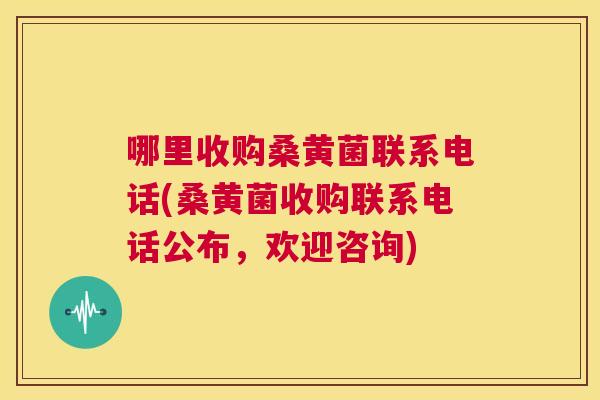 哪里收购桑黄菌联系电话(桑黄菌收购联系电话公布，欢迎咨询)