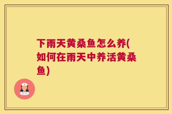 下雨天黄桑鱼怎么养(如何在雨天中养活黄桑鱼)