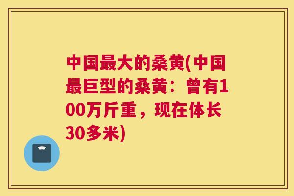 中国大的桑黄(中国巨型的桑黄：曾有100万斤重，现在体长30多米)