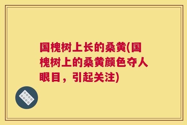 国槐树上长的桑黄(国槐树上的桑黄颜色夺人眼目，引起关注)