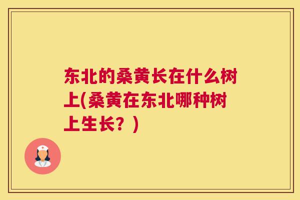 东北的桑黄长在什么树上(桑黄在东北哪种树上生长？)