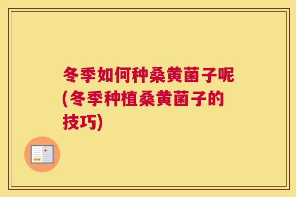 冬季如何种桑黄菌子呢(冬季种植桑黄菌子的技巧)
