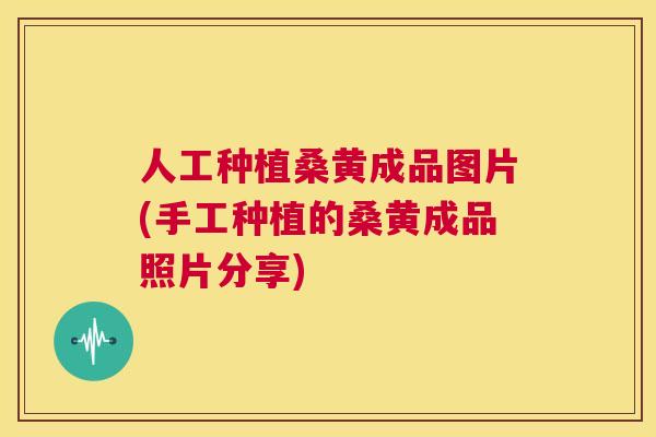 人工种植桑黄成品图片(手工种植的桑黄成品照片分享)