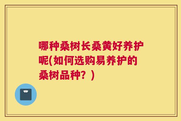 哪种桑树长桑黄好养护呢(如何选购易养护的桑树品种？)