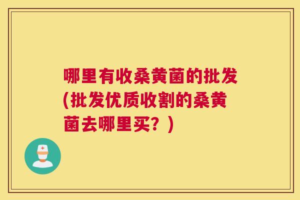 哪里有收桑黄菌的批发(批发优质收割的桑黄菌去哪里买？)