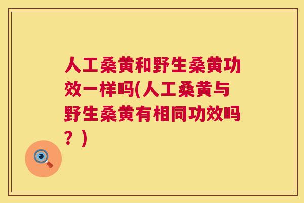 人工桑黄和野生桑黄功效一样吗(人工桑黄与野生桑黄有相同功效吗？)