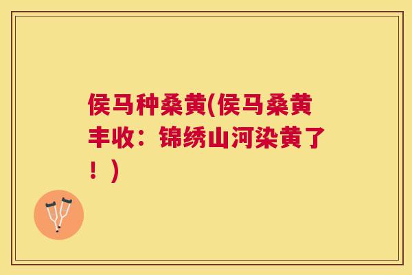 侯马种桑黄(侯马桑黄丰收：锦绣山河染黄了！)