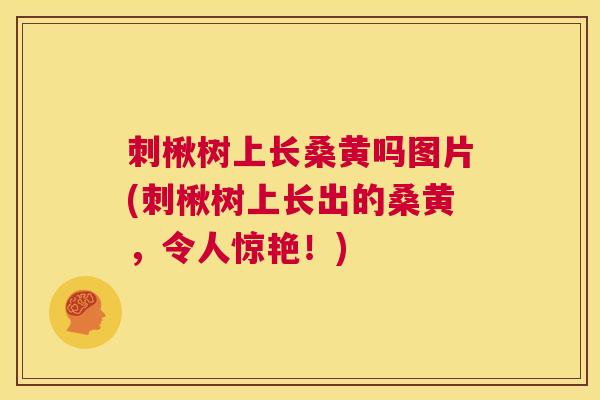 刺楸树上长桑黄吗图片(刺楸树上长出的桑黄，令人惊艳！)
