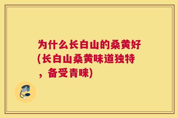为什么长白山的桑黄好(长白山桑黄味道独特，备受青睐)