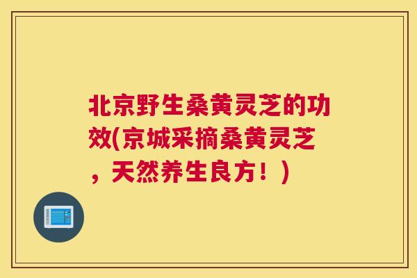 北京野生桑黄灵芝的功效(京城采摘桑黄灵芝，天然养生良方！)