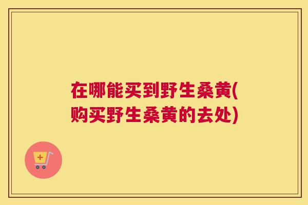 在哪能买到野生桑黄(购买野生桑黄的去处)