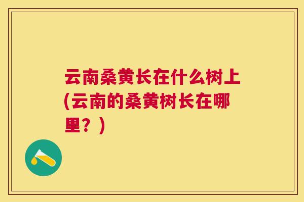云南桑黄长在什么树上(云南的桑黄树长在哪里？)
