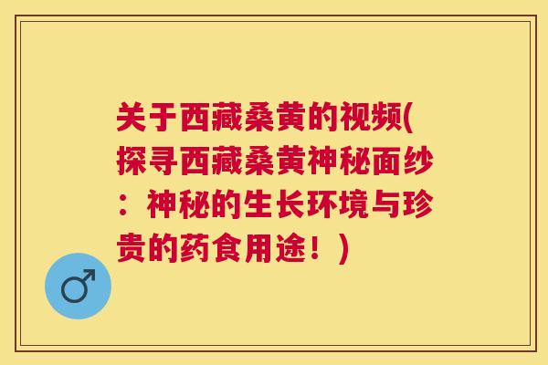 关于西藏桑黄的视频(探寻西藏桑黄神秘面纱：神秘的生长环境与珍贵的药食用途！)