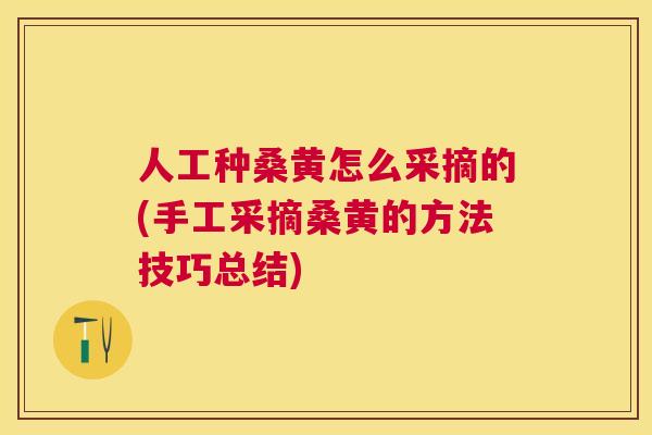 人工种桑黄怎么采摘的(手工采摘桑黄的方法技巧总结)