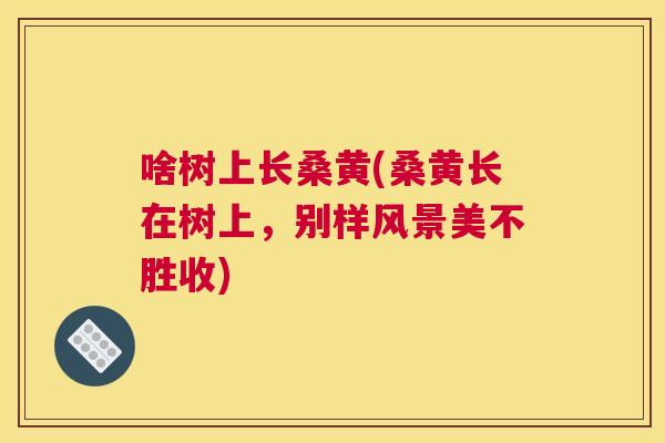 啥树上长桑黄(桑黄长在树上，别样风景美不胜收)