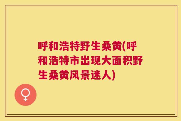呼和浩特野生桑黄(呼和浩特市出现大面积野生桑黄风景迷人)