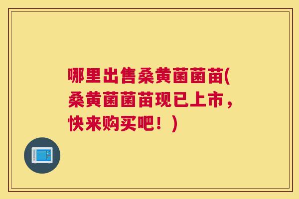 哪里出售桑黄菌菌苗(桑黄菌菌苗现已上市，快来购买吧！)