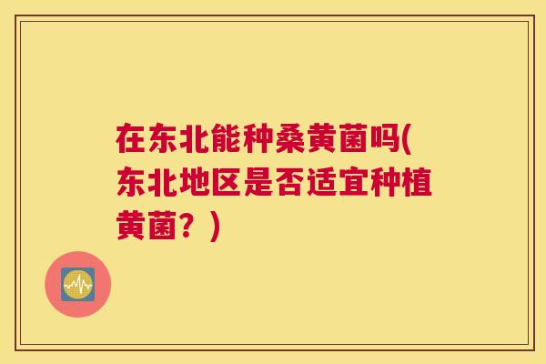 在东北能种桑黄菌吗(东北地区是否适宜种植黄菌？)