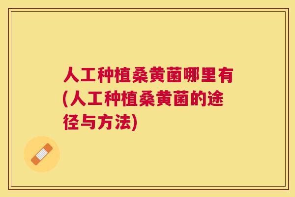 人工种植桑黄菌哪里有(人工种植桑黄菌的途径与方法)