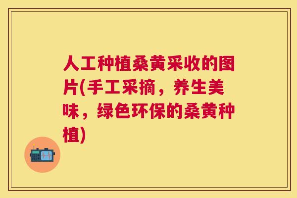 人工种植桑黄采收的图片(手工采摘，养生美味，绿色环保的桑黄种植)
