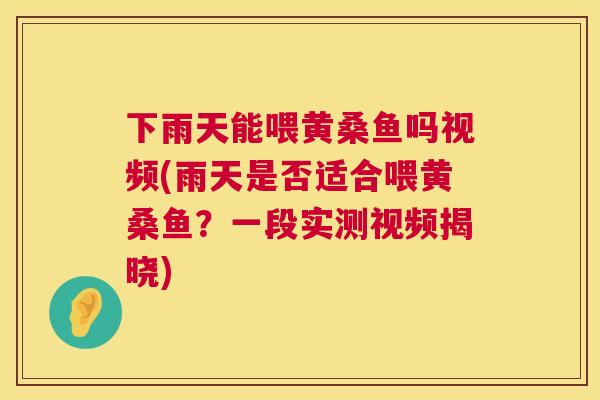 下雨天能喂黄桑鱼吗视频(雨天是否适合喂黄桑鱼？一段实测视频揭晓)