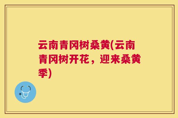 云南青冈树桑黄(云南青冈树开花，迎来桑黄季)