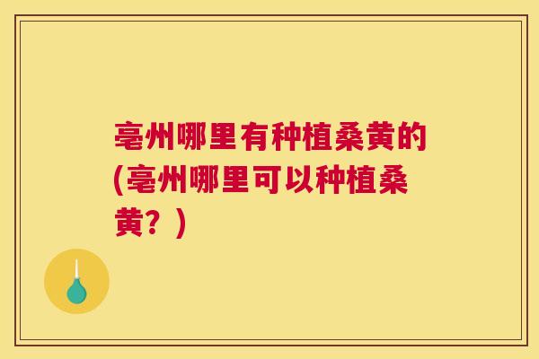 亳州哪里有种植桑黄的(亳州哪里可以种植桑黄？)