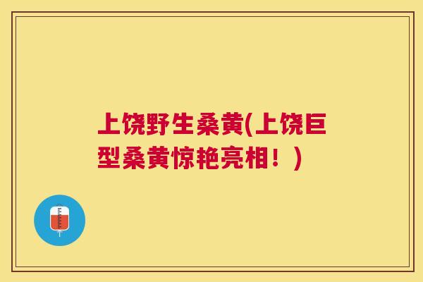 上饶野生桑黄(上饶巨型桑黄惊艳亮相！)