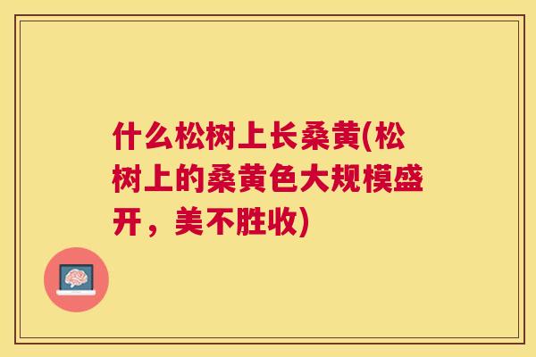 什么松树上长桑黄(松树上的桑黄色大规模盛开，美不胜收)