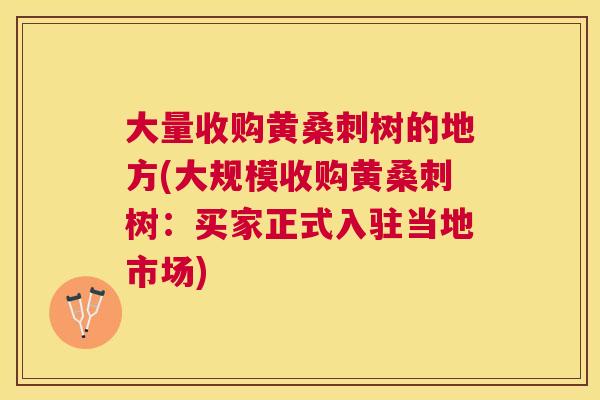 大量收购黄桑刺树的地方(大规模收购黄桑刺树：买家正式入驻当地市场)