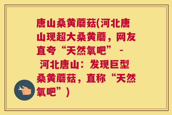 唐山桑黄蘑菇(河北唐山现超大桑黄蘑，网友直夸“天然氧吧” - 河北唐山：发现巨型桑黄蘑菇，直称“天然氧吧”)