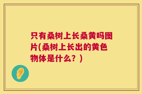 只有桑树上长桑黄吗图片(桑树上长出的黄色物体是什么？)