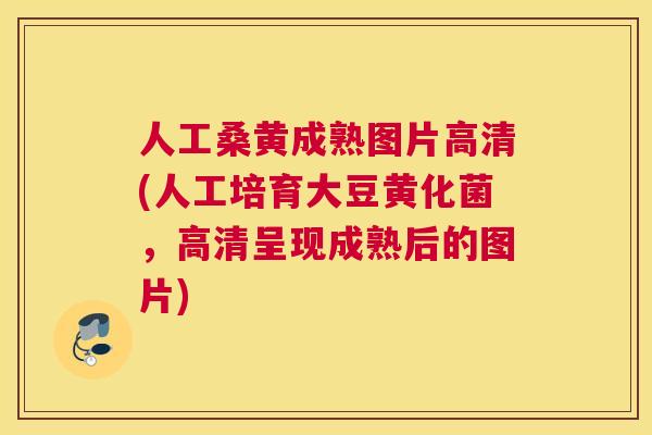 人工桑黄成熟图片高清(人工培育大豆黄化菌，高清呈现成熟后的图片)