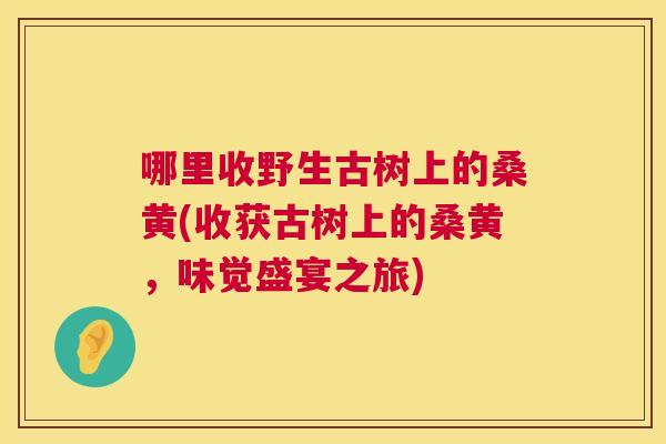 哪里收野生古树上的桑黄(收获古树上的桑黄，味觉盛宴之旅)