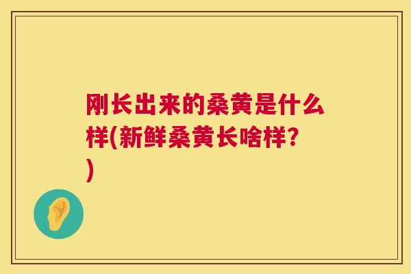 刚长出来的桑黄是什么样(新鲜桑黄长啥样？)