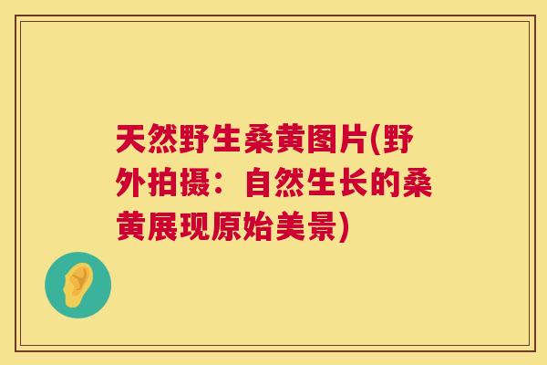 天然野生桑黄图片(野外拍摄：自然生长的桑黄展现原始美景)
