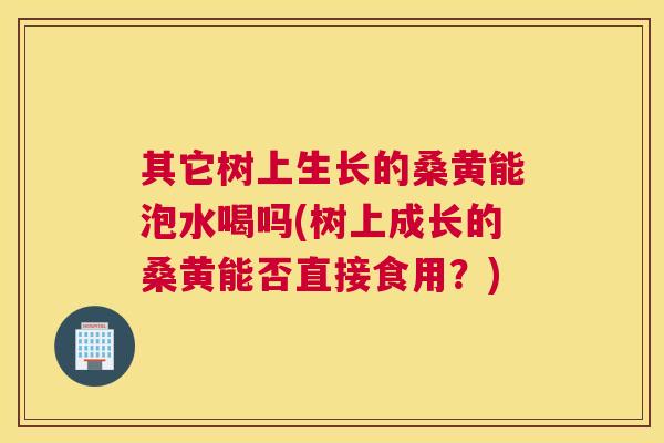 其它树上生长的桑黄能泡水喝吗(树上成长的桑黄能否直接食用？)