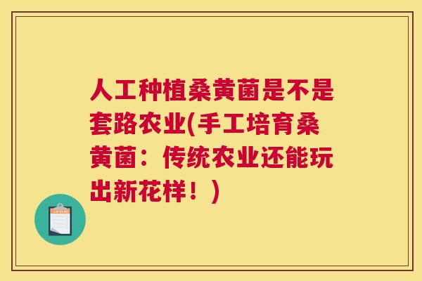人工种植桑黄菌是不是套路农业(手工培育桑黄菌：传统农业还能玩出新花样！)