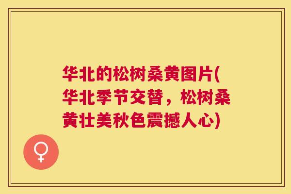 华北的松树桑黄图片(华北季节交替，松树桑黄壮美秋色震撼人心)