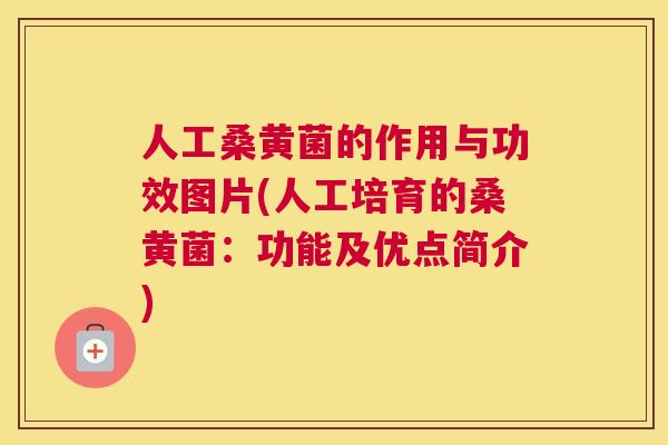 人工桑黄菌的作用与功效图片(人工培育的桑黄菌:功能及优点简介) 人工桑黄菌的作用与功效图片(人工培育的桑黄菌:功能及优点简介)