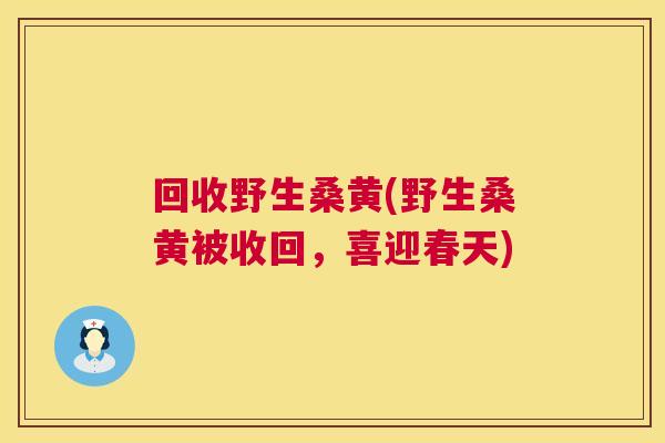 回收野生桑黄(野生桑黄被收回，喜迎春天)