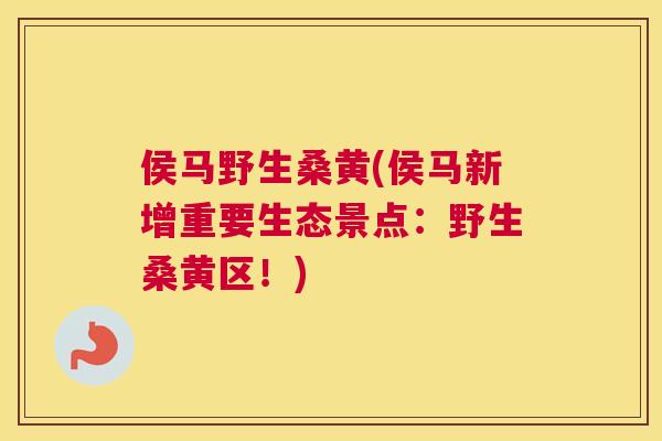 侯马野生桑黄(侯马新增重要生态景点：野生桑黄区！)