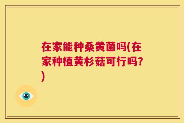 在家能种桑黄菌吗(在家种植黄杉菇可行吗？)