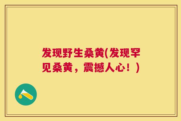 发现野生桑黄(发现罕见桑黄，震撼人心！)